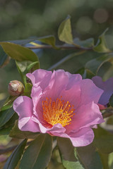 Winter's fancy hybrid camellia