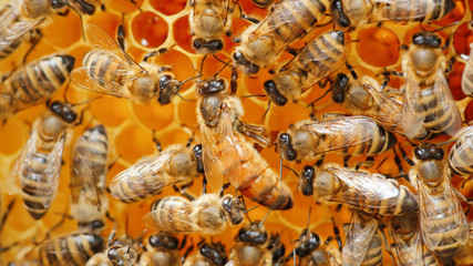 Bees work on honeycomb