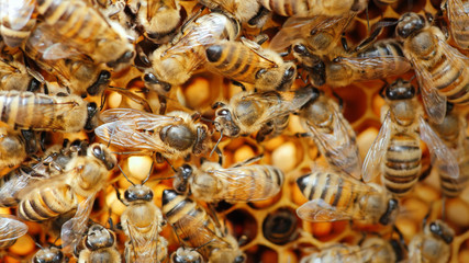 Bees work on honeycomb