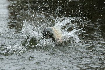 Hooked trout beats on a water with a lot of splashes