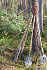 Tools in the forest