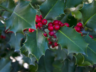  Leaves of mistletoe with red berries.