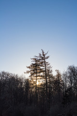 Waldrand in der Winter-Morgen-Sonne