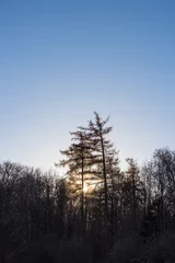 Foto auf Leinwand Waldrand in der Winter-Morgen-Sonne © Jochen