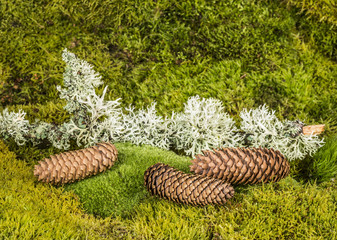 a green moss textured background with cones