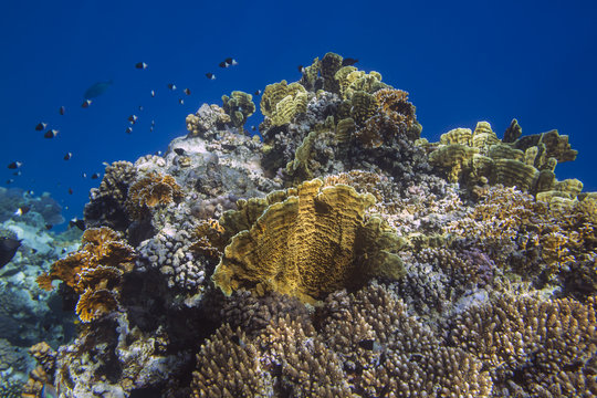 Fototapeta Sunlit coral reef in the Red Sea