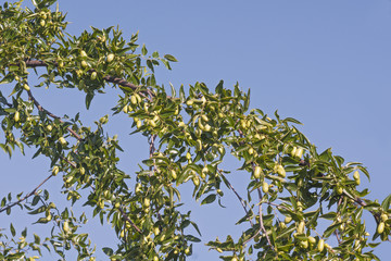Jujube tree with fruits