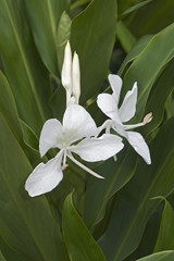 Fototapeta premium White ginger lily flowers