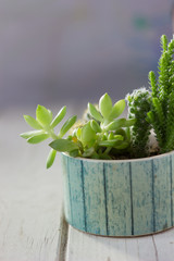 cactus succulents in a ceramic pot