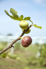 Ripe fig fruits on the tree.