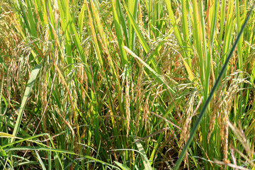 The Green rice in the field rice in rural during the harvest season, Rice filed in northern Thailand in Lampang at Ngao city.Thailand