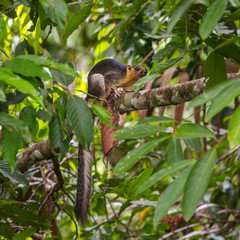 Close-up photo of the cream-coloured Giant Squirrel (Ratufa affinis) sitting on branch in the forest in Borneo, Malaysia