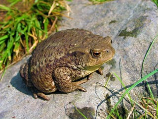 dicke erdkröte am boden, amphieb mit drüsiger haut