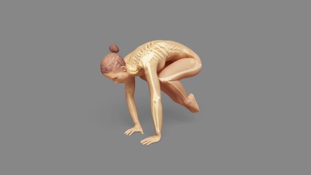 Yoga Crane Pose Of Stretching Female With Visible Skeleton + Alpha