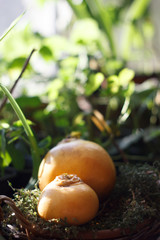 Turnip. Pair of ripe and delicious yellow turnip on the green garden