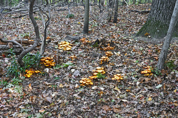 Jack O'Lantern mushroom