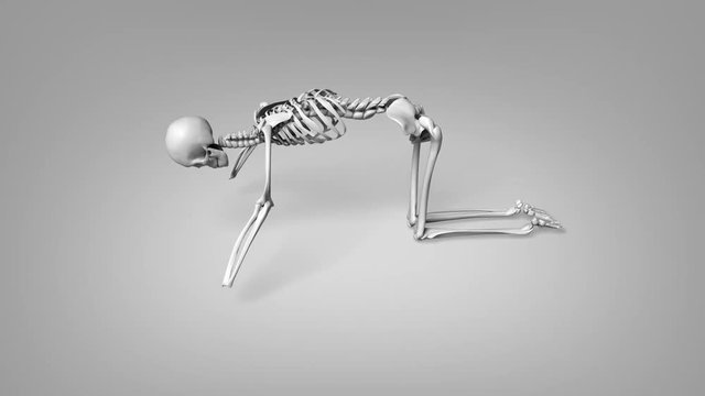 Yoga Cat Pose Of Human Skeletal