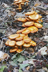 Jack O'Lantern mushroom