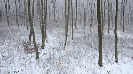 Fototapeta premium Verschneiter Kahler Buchenwald im Winter