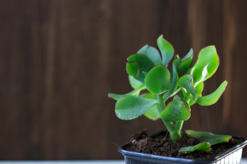 The succulent plant crassula blue bird - kind of crassula with the flat leaves.