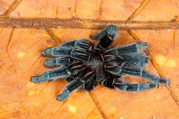 Selenocosmia javanensis tarantula spider on a leaf