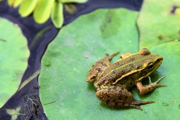 frosch am wasser