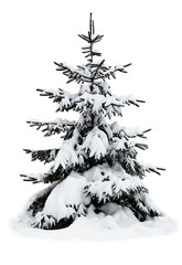 Winter Christmas tree covered with snow on white