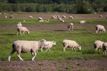 Obraz na płótnie Canvas Little Sheep in New Zealand Farm