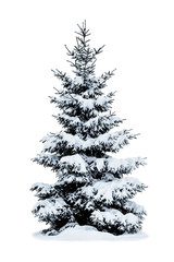 Fototapeta premium Winter Christmas tree covered with snow on white