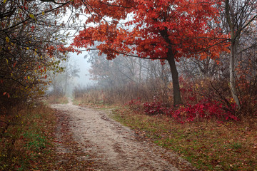 Autumn scenery misty morning. Landscape. Nature. Sadness