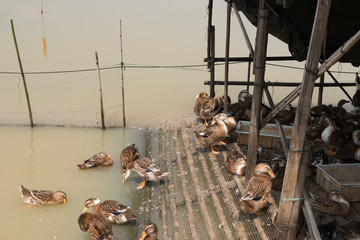 ducks swimming in a pond with shelter