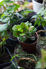 Fittonia home plant in flower pot rounded with home plants.