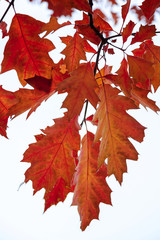 Autumn Oak leaves against the sky as a backdrop