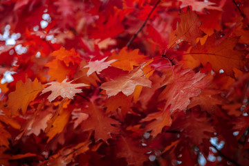 Naklejka na ściany i meble Autumn Oak leaves against the sky as a backdrop
