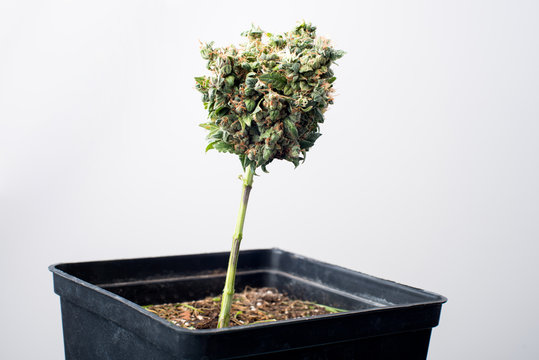 strain medical marijuana bud