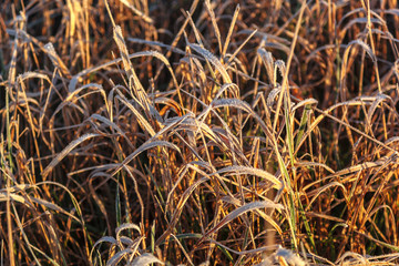 Leaves and grass with hoarfrost as a background