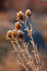 Leaves and grass with hoarfrost as a background