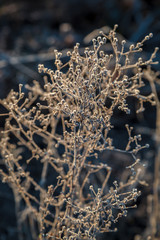 Leaves and grass with hoarfrost as a background
