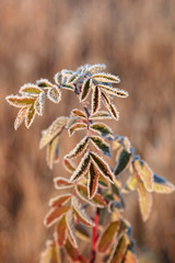 Fototapeta premium Leaves and grass with hoarfrost as a background