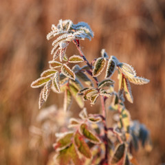 Leaves and grass with hoarfrost as a background