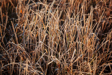 Leaves and grass with hoarfrost as a background