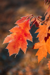 Oak leaves and grass with hoarfrost