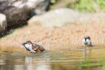 Male house sparrow in water
