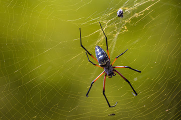 Spinne