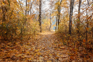 Autumn Forest frosty sunny morning. Landscape. Nature
