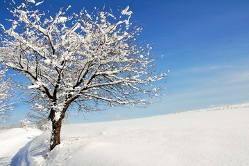 tree covered in deep snow