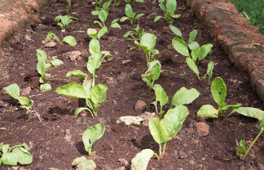 salad vegetable growing on plantation