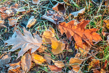 Oak leaves and grass with hoarfrost