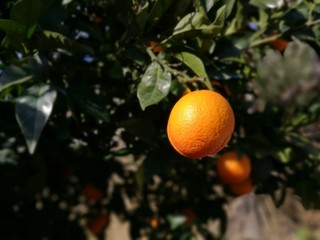 oranges on the tree
