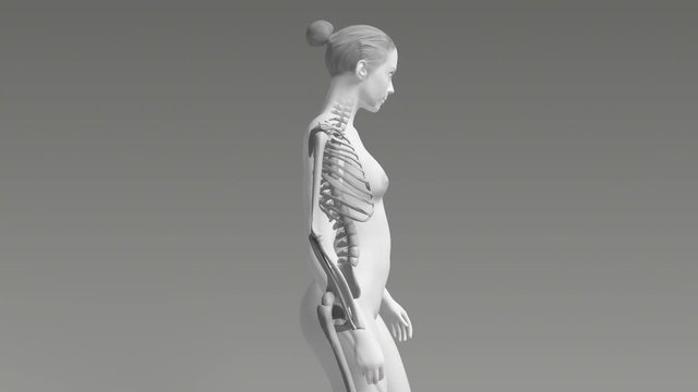 The Skeletal System Of A Female’s Upper Body